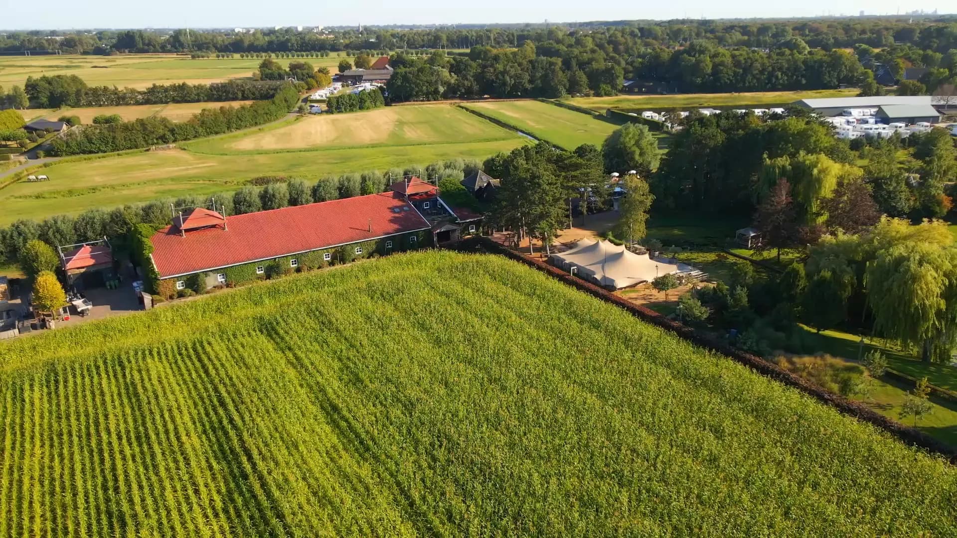 Laag over het maisveld naast het erf in de avondzon: het lange stalgebouw met rode pannen onder de klimop, de crème stretchtent op het terras erachter, en verderop de polder met boomsingels
