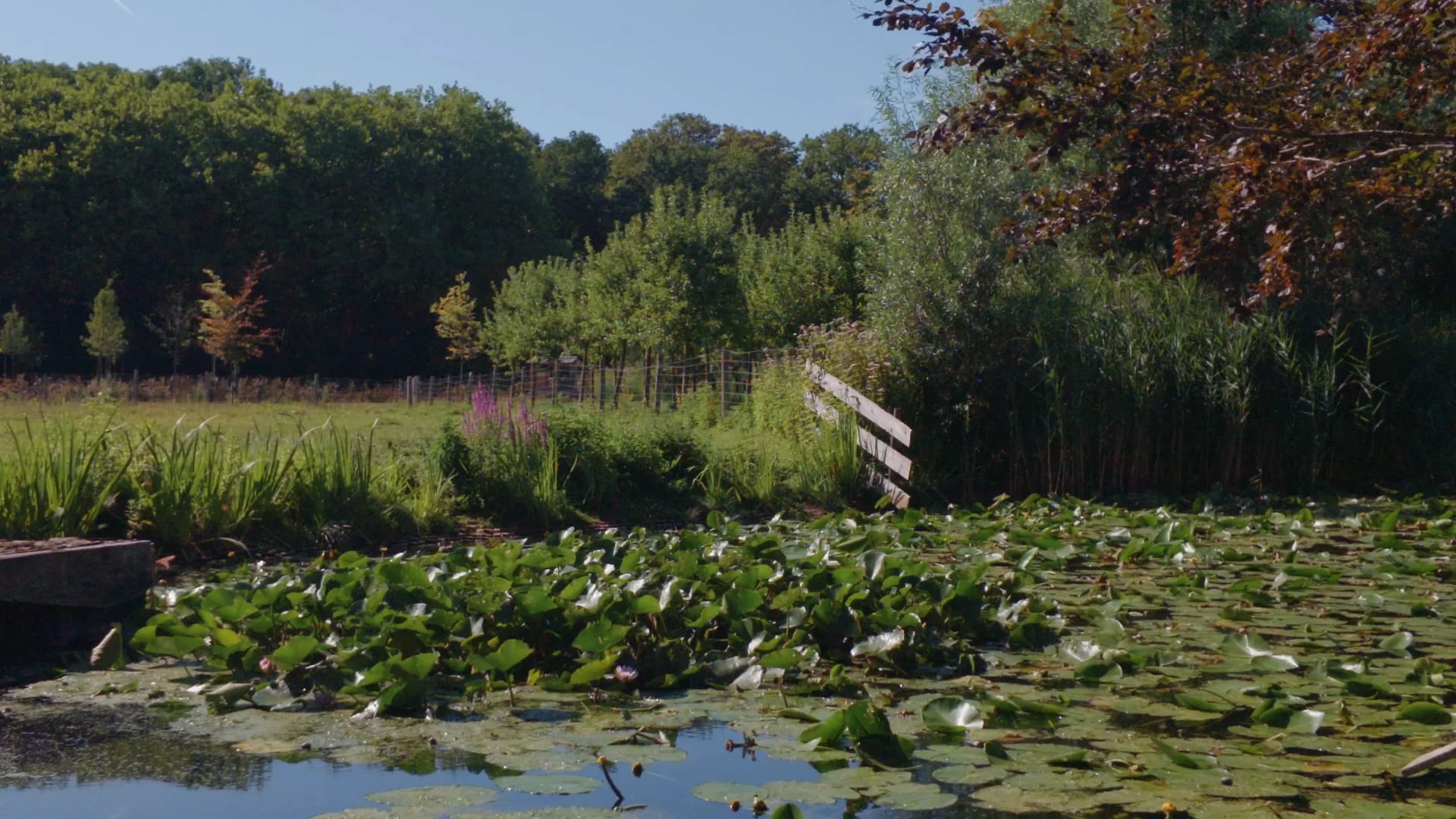 De vijver vol waterlelies in de zomerzon, omzoomd door riet, treurwilg en een houten hek — stil water zonder mensen.